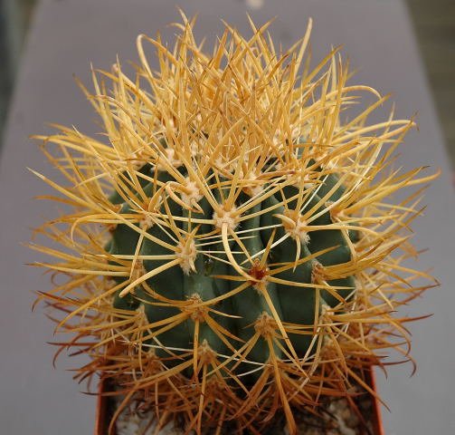 Ferocactus_chrisacanthus